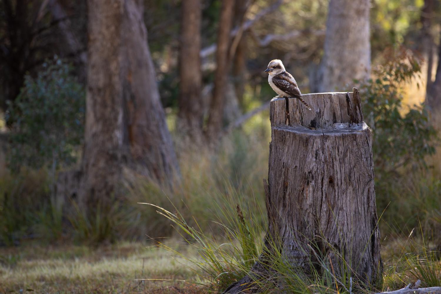 Girraween Country Inn Ballandean Bagian luar foto